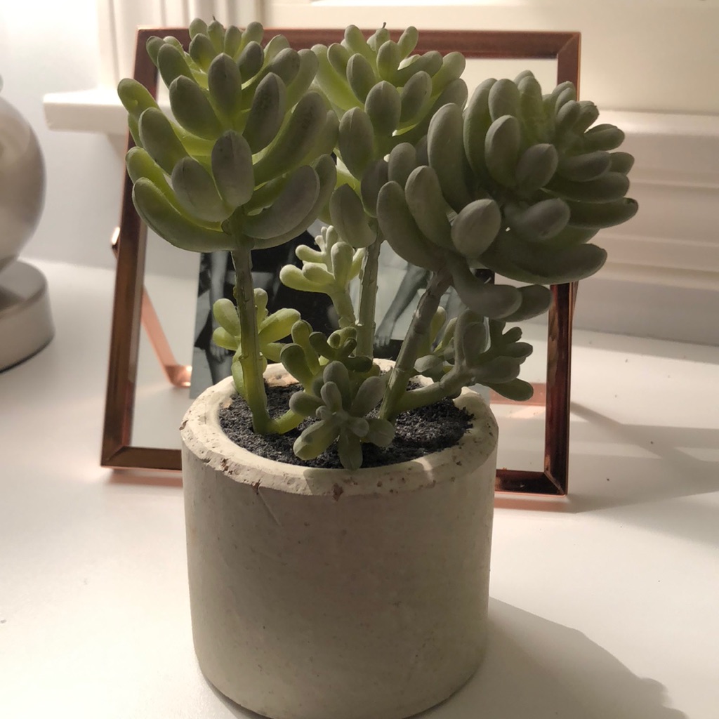 Succulent